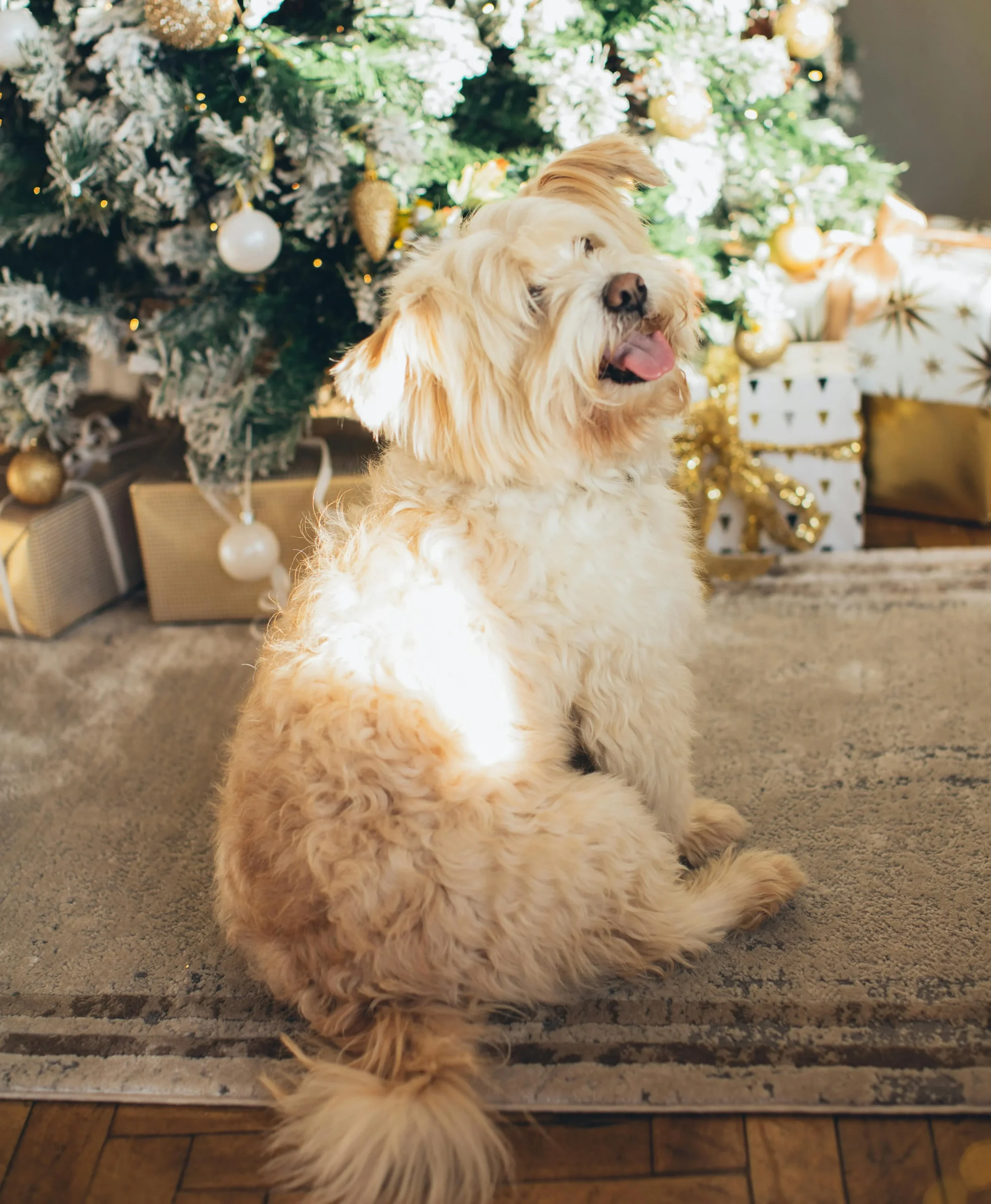 un chien type griffon est assis devant des cadeaux au pied du sapin de Noël