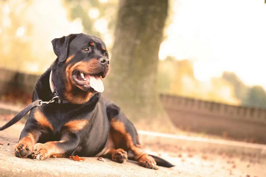 un rottweiler couché dans un parc