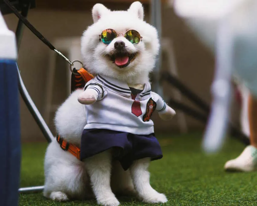 un spitz blanc affublé d'un harnais, de lunettes de soleil et d'un déguisement