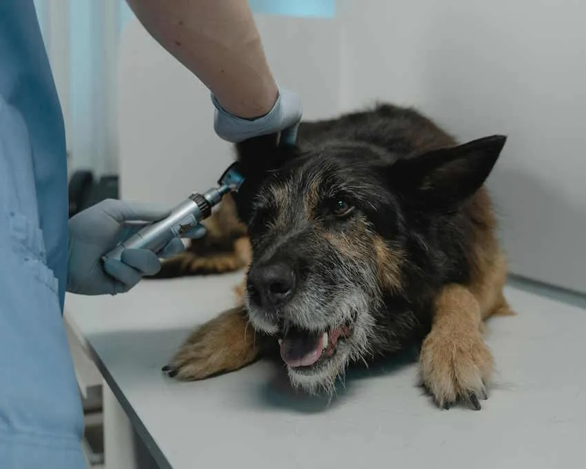 un vieux chien sur une table, un vétérinaire ausculte son oreille