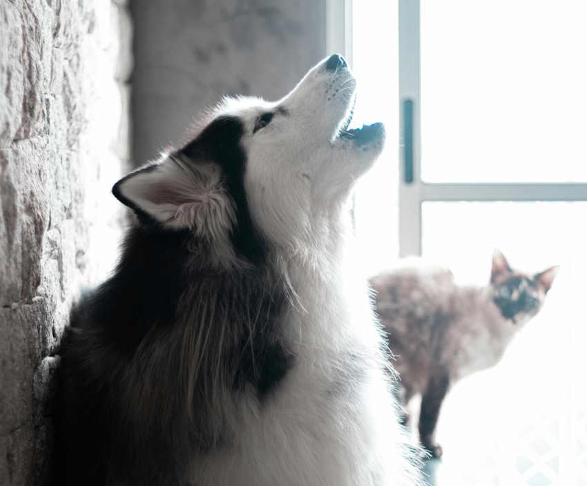 photo en noir et blanc : un husky hurle derrière une fenêtre
