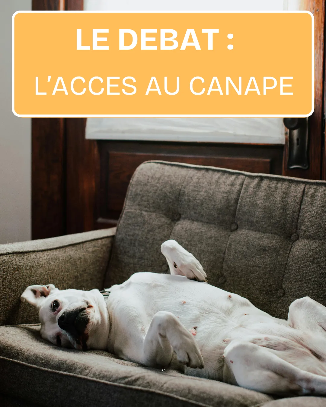 un chien couché sur le dos sur le canapé