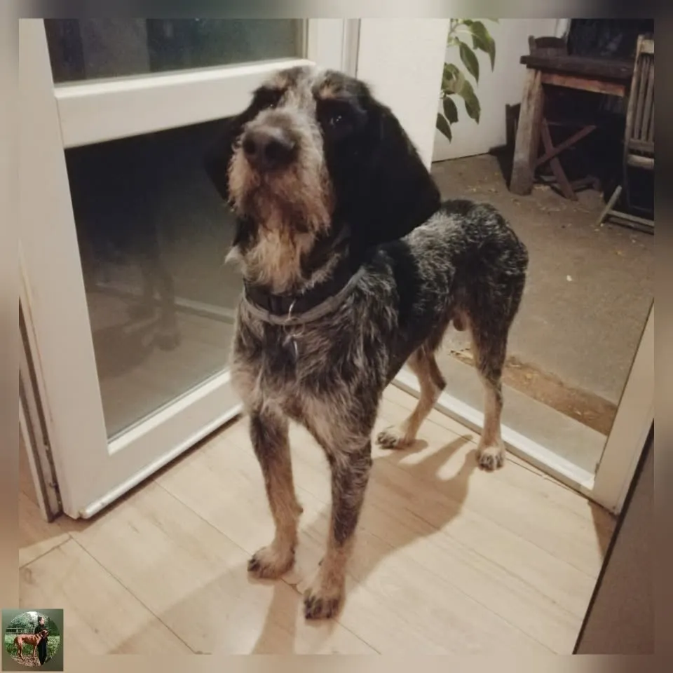 chien de race bleu de gascogne
