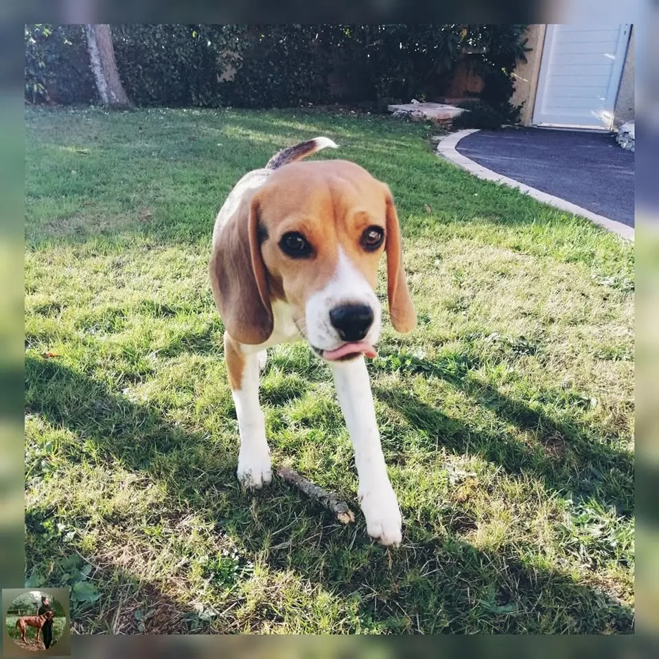 Tango le beagle