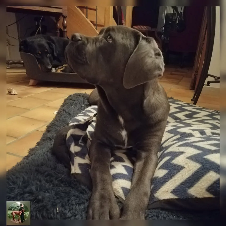 Tara cane corso bleu