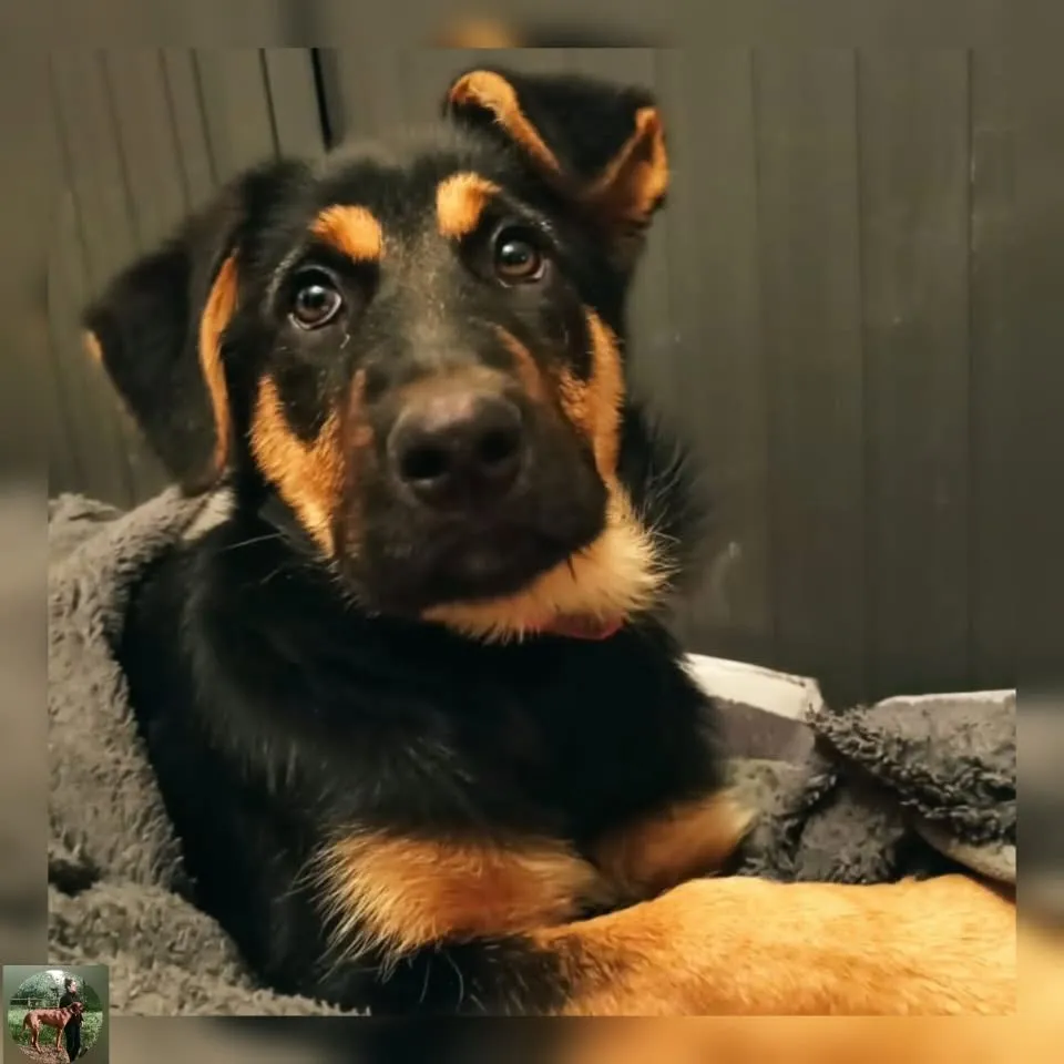 Tara chiot croisé berger allemand et beauceron