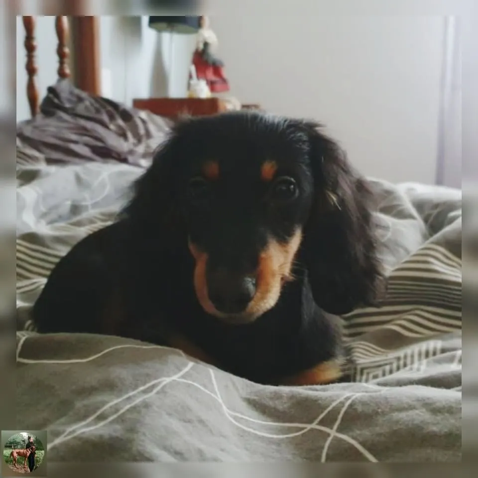 Tiana, chiot teckel noir et feu