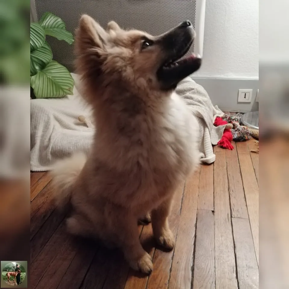 THELIO eurasier beige
