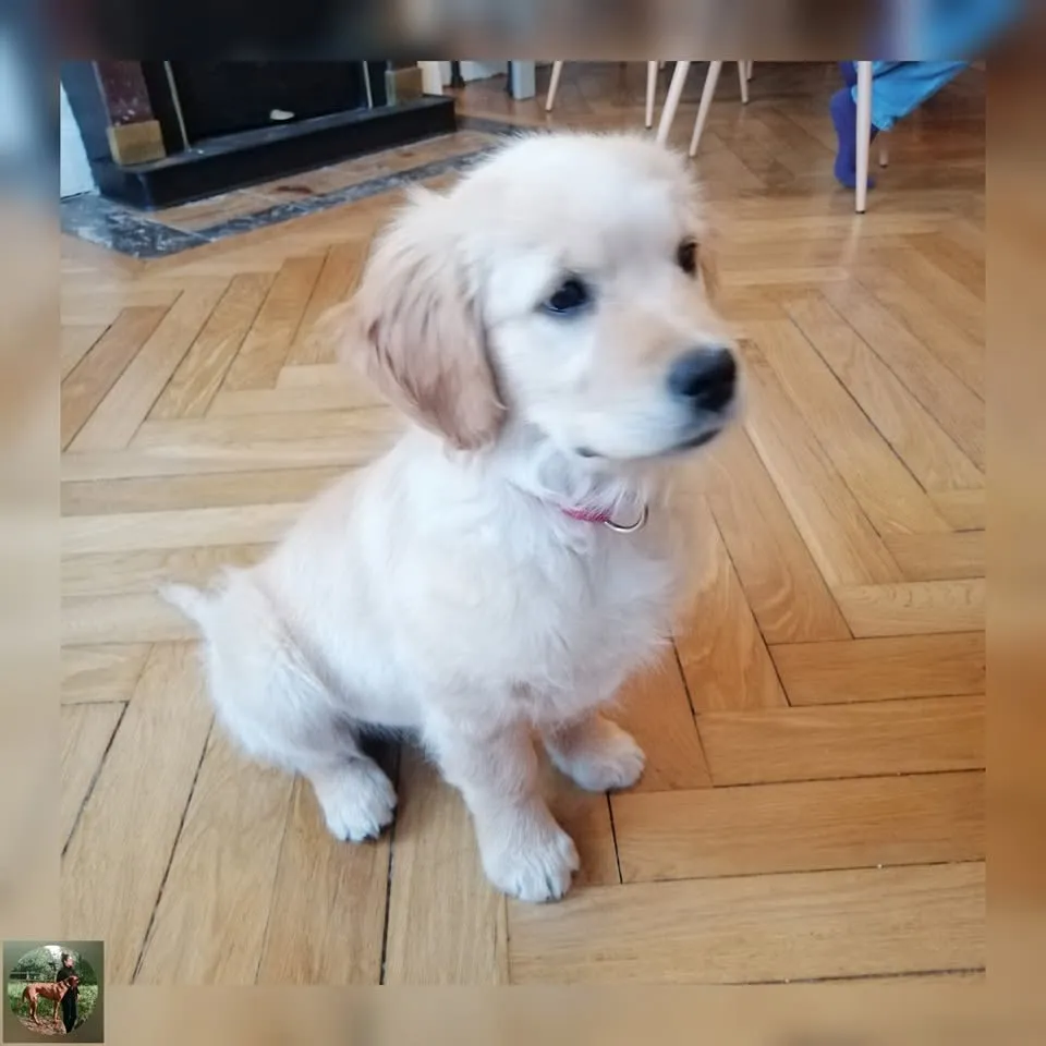 Tess chiot golden retriever