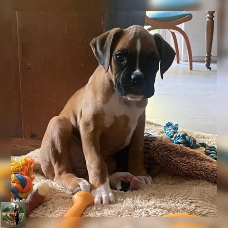 Tiga chiot boxer fauve