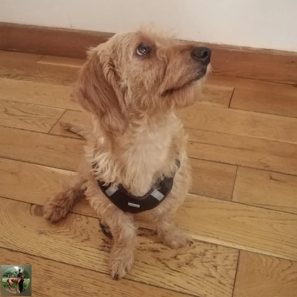 Team, basset fauve de bretagne