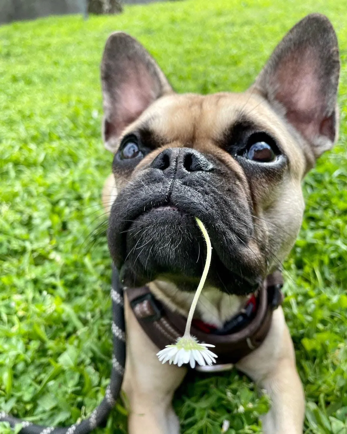 Tinnie bouledogue français
