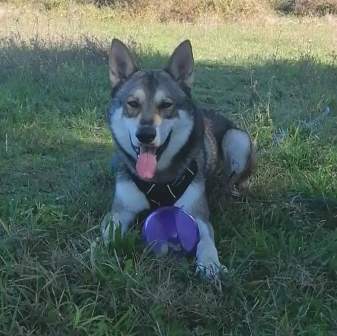 chien loup de saarlos