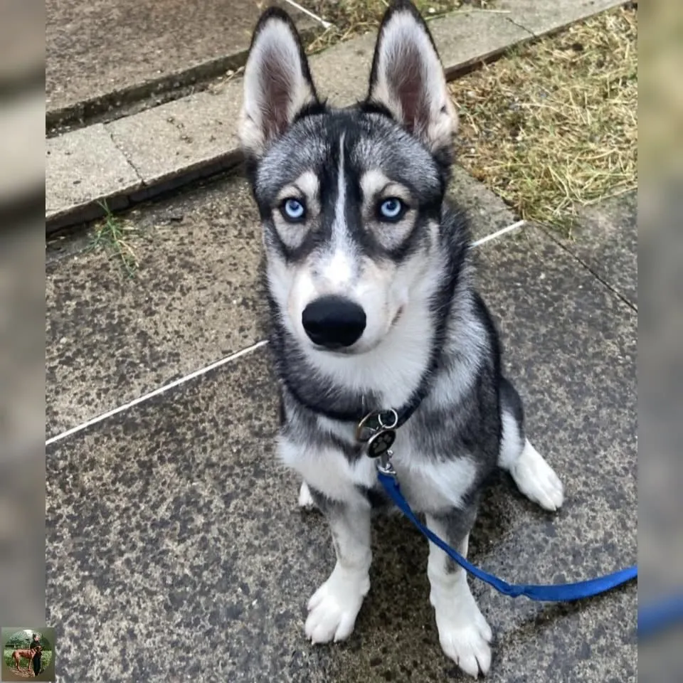 Ushiwa, husky