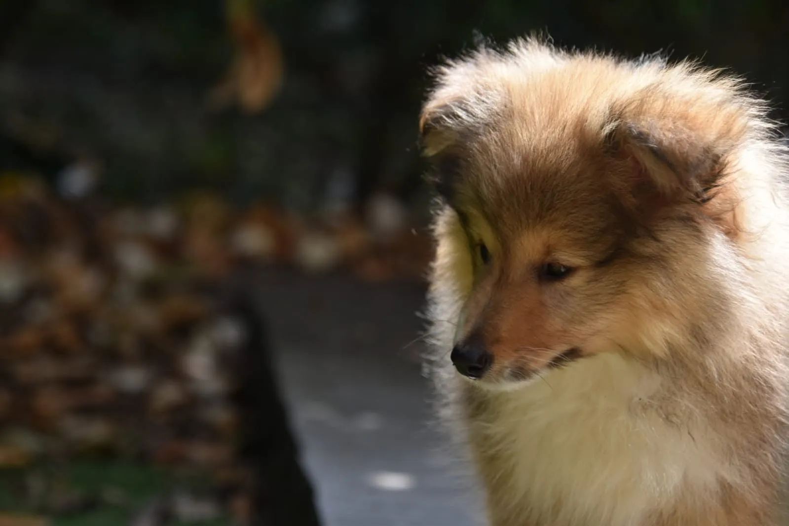 UKY chiot berger des shetlands