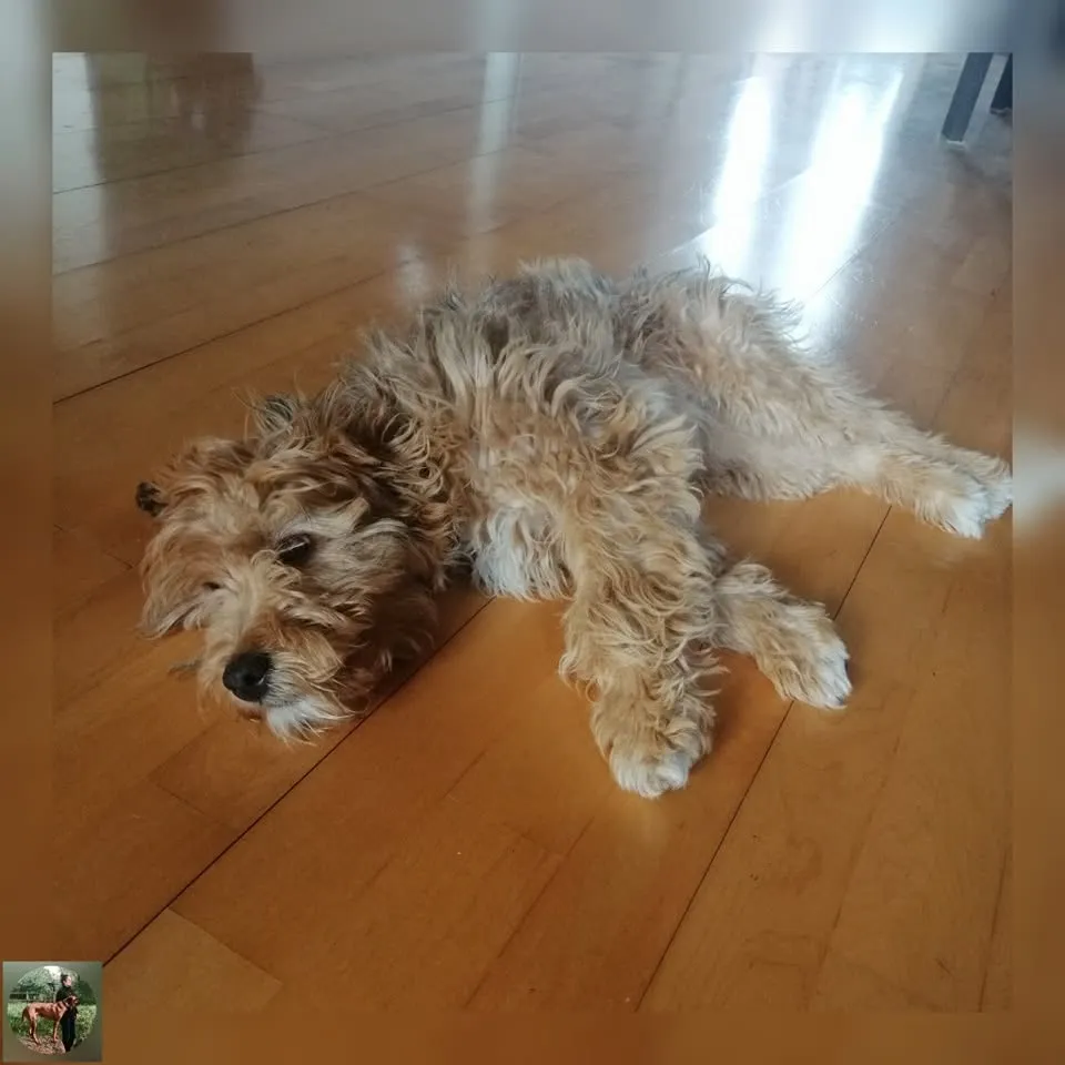 Lili, berger des pyrénées beige