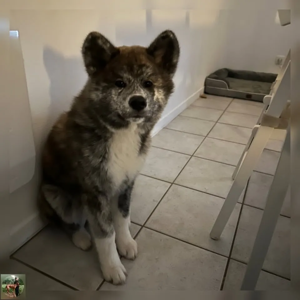 Towa, akita inu bringé
