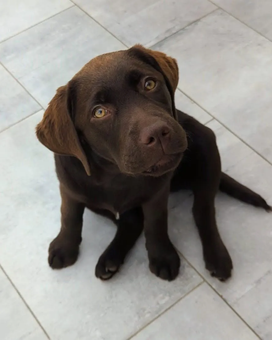 chiot labrador chocolat
