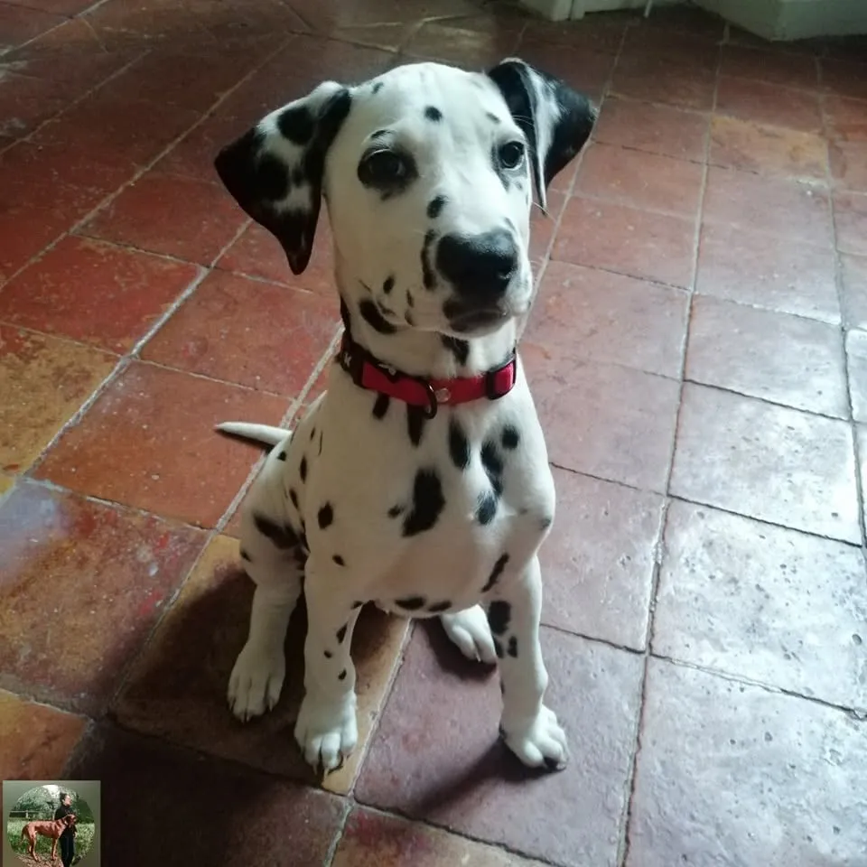 Ulysse dalmatien
