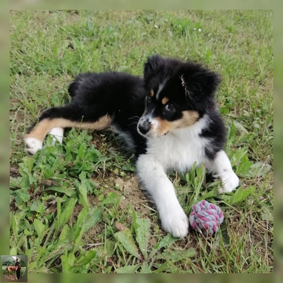 Mia, berger américain miniature