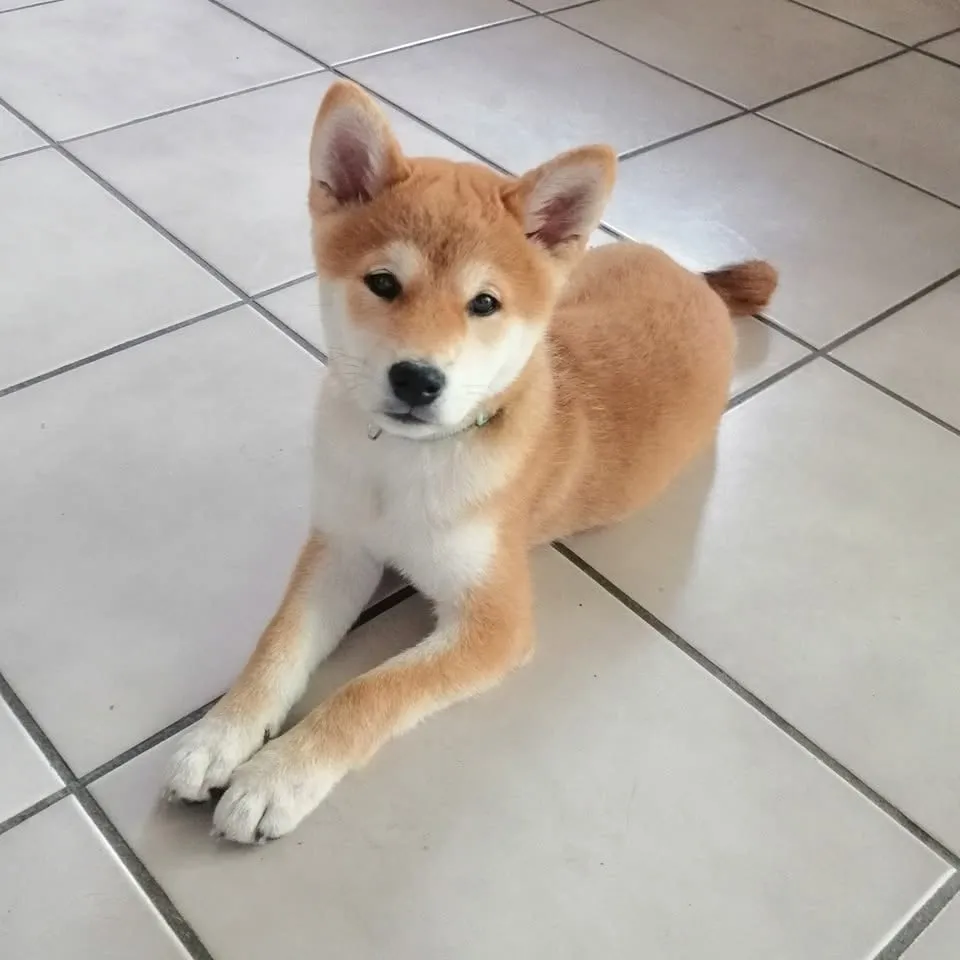 AKO shiba inu roux