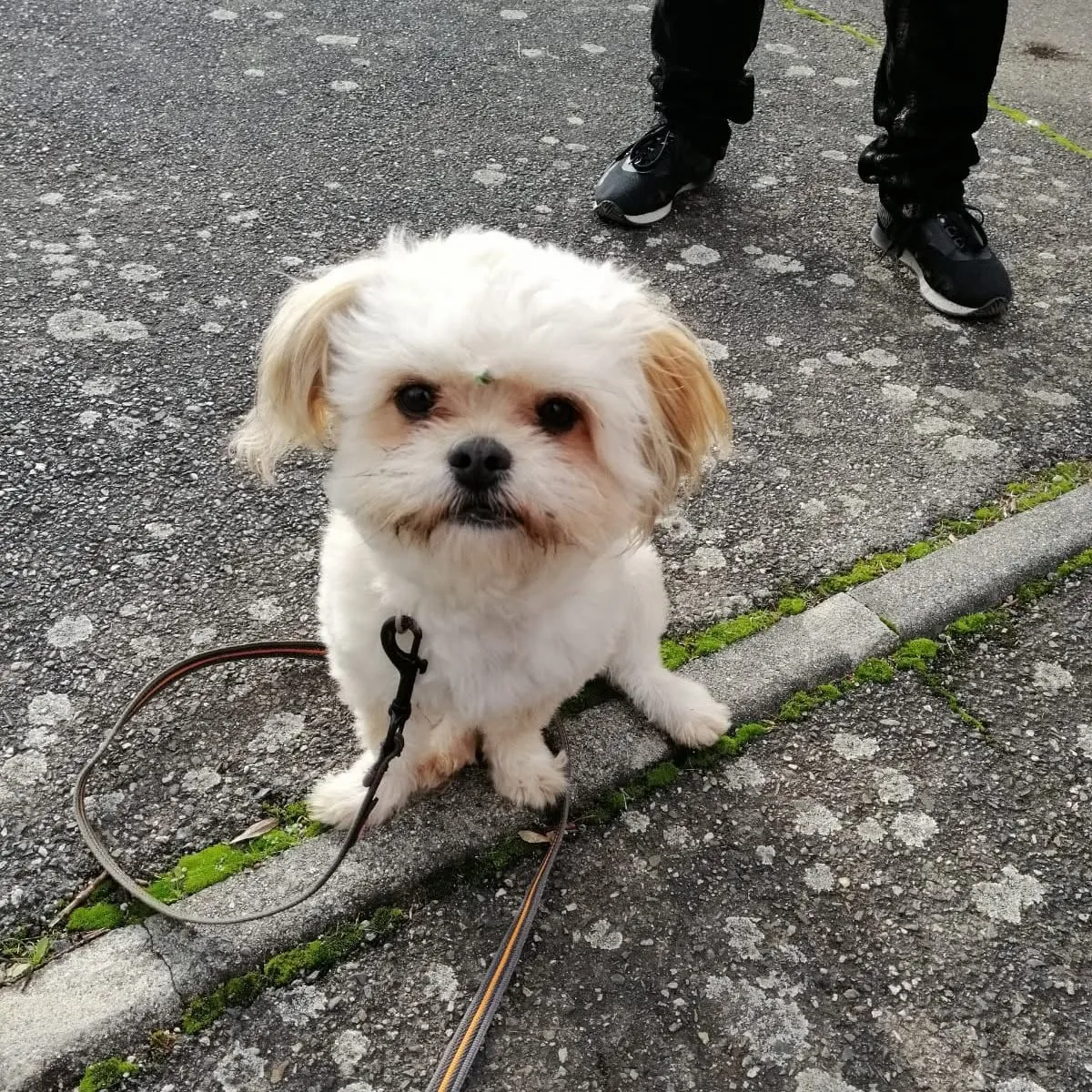 Trésor, bichon maltais