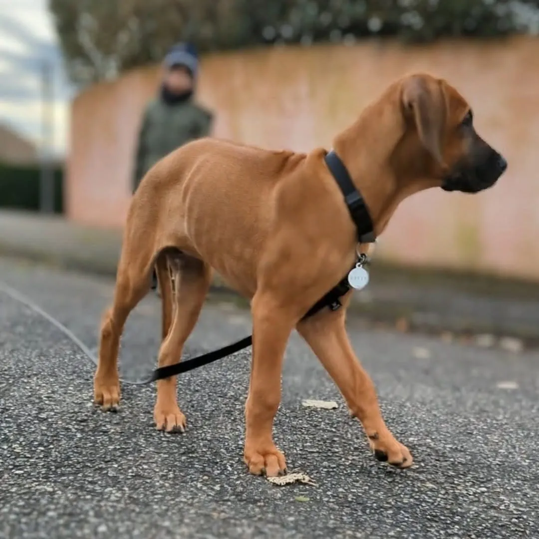 Harper, jeune rhodesian ridgeback