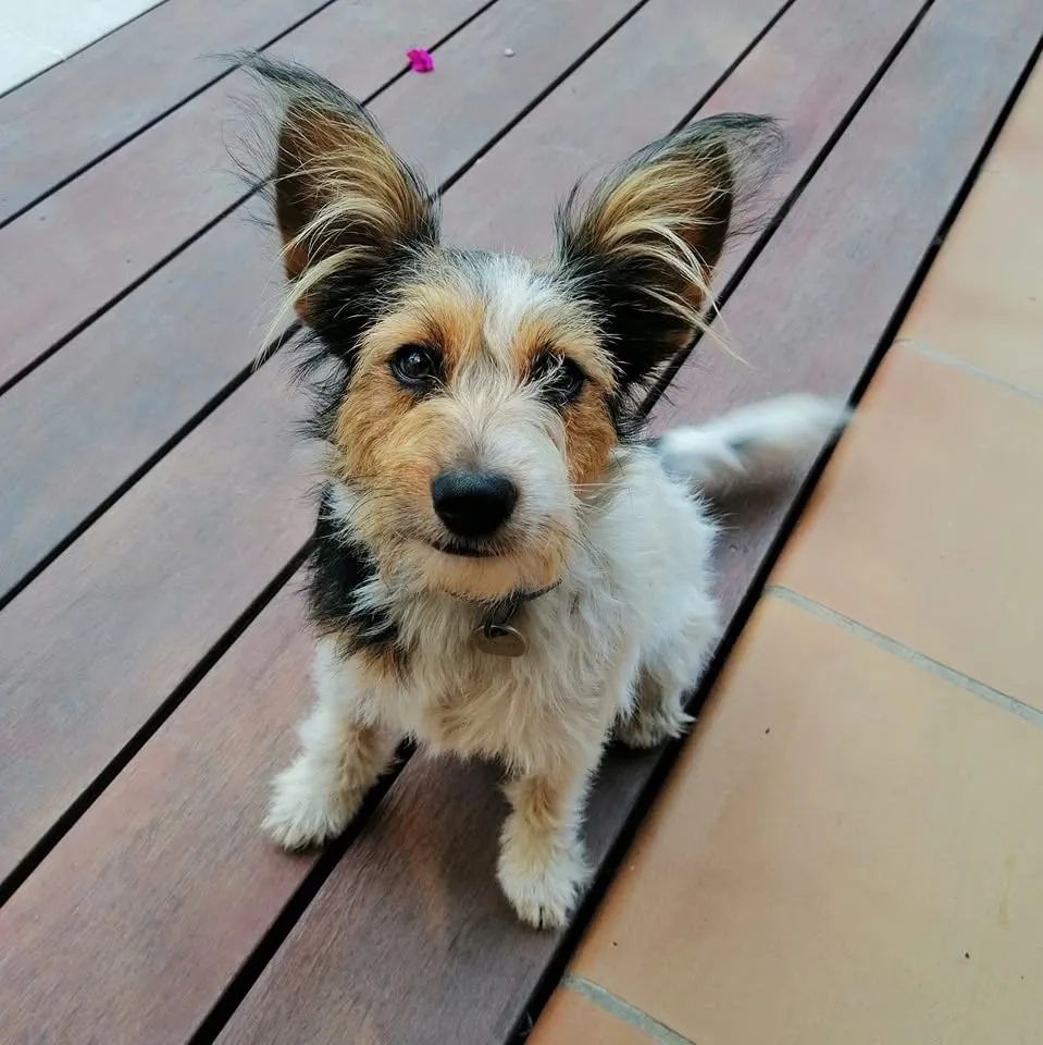 Tia, croisée fox et papillon