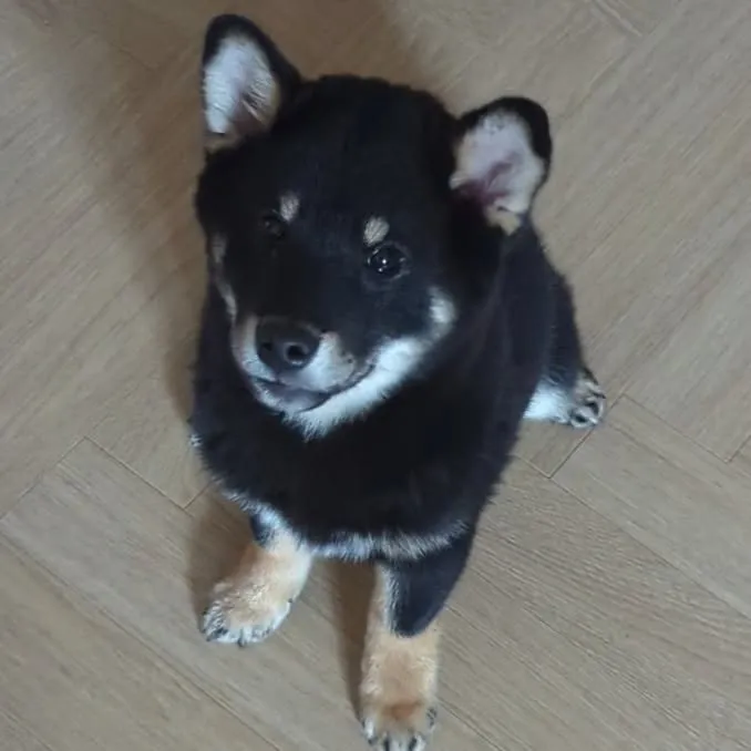 Yoko chiot shiba inu noir et feu