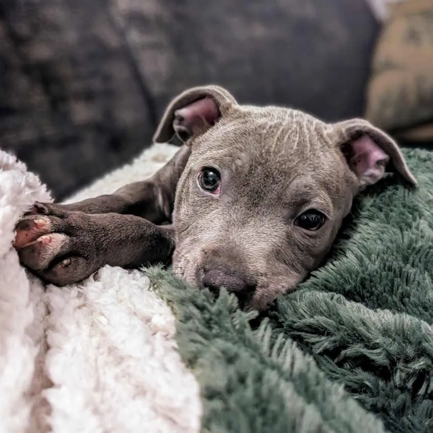 Ulyssia, staffie bleu