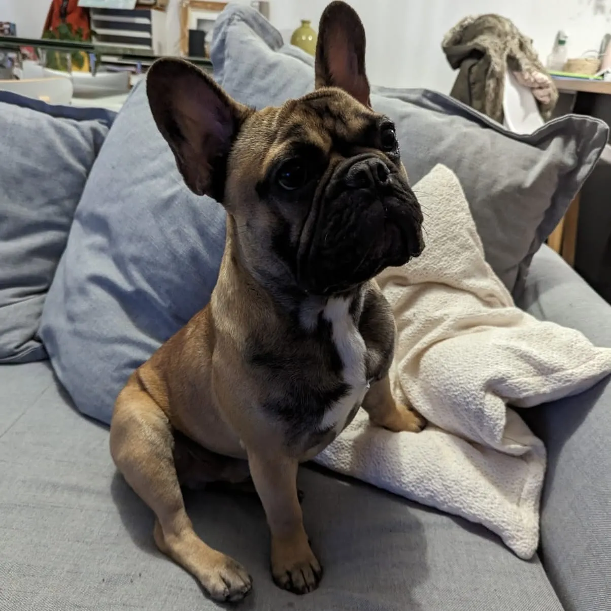 Théophile bouledogue français bringé