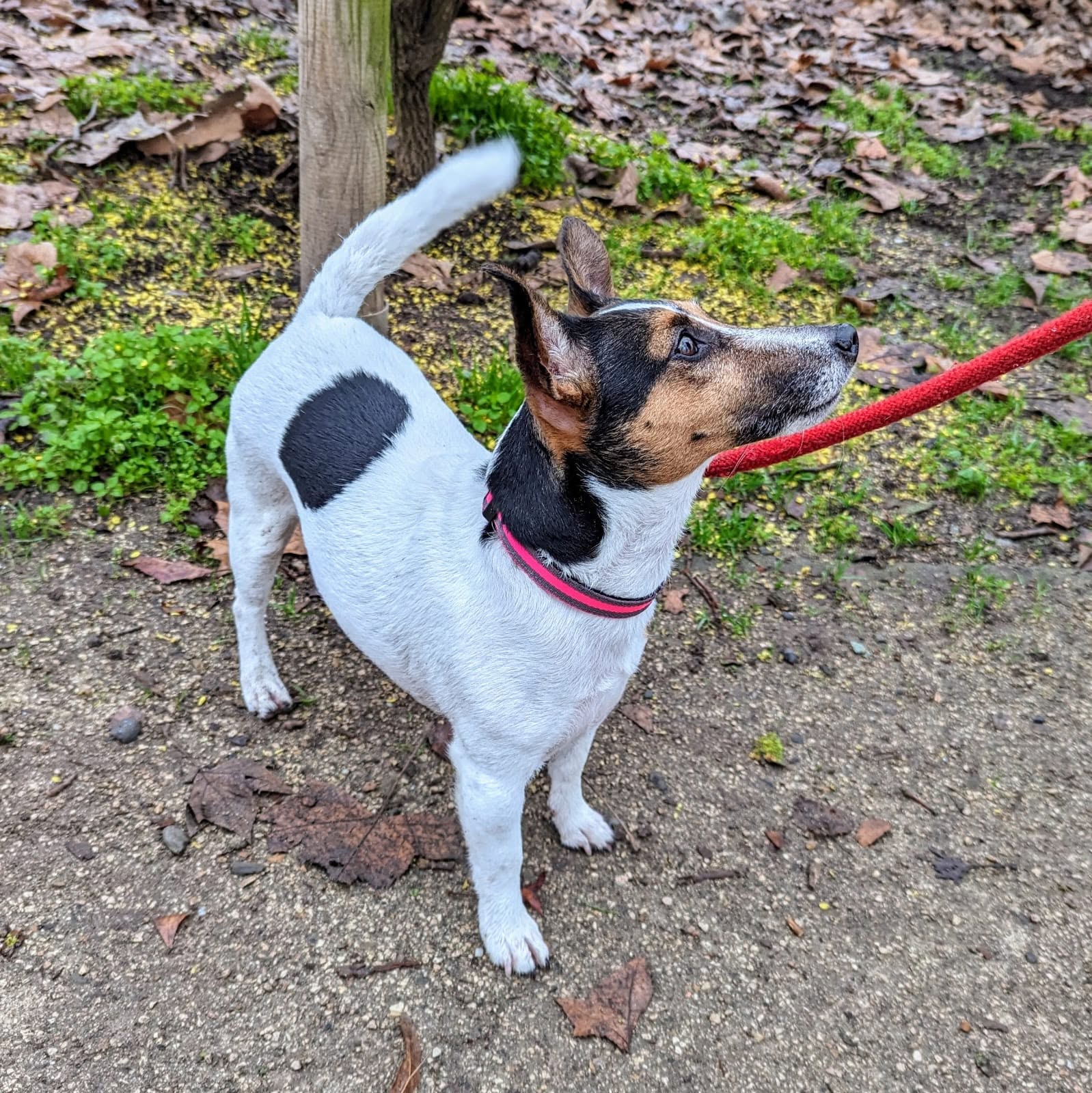 Choupette, jack russel terrier