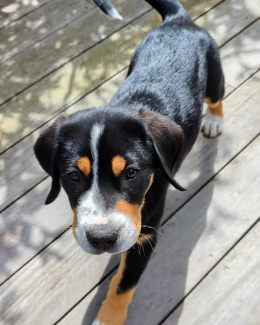 Lahaina, chiot Grand bouvier suisse