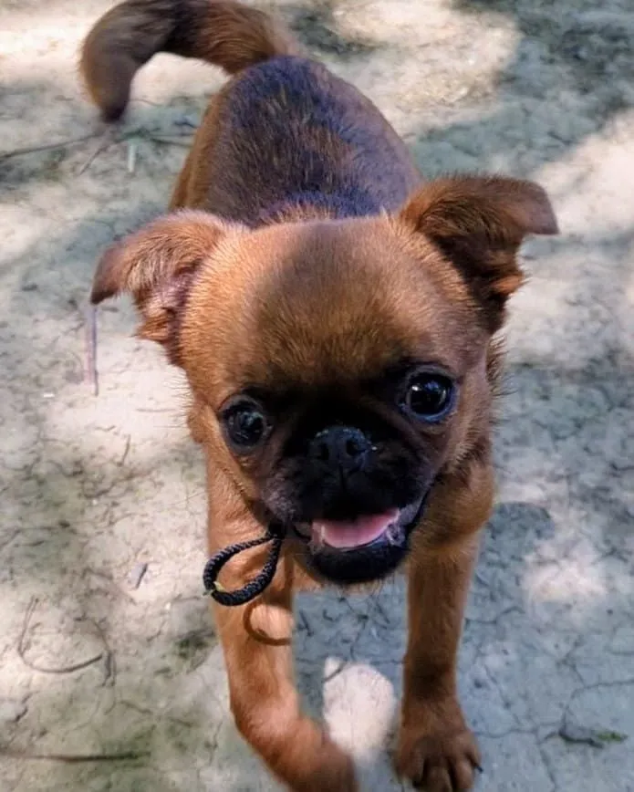 Mia, chiot brabançon