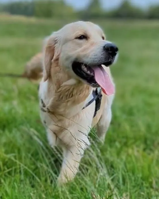 Uno, golden retriever