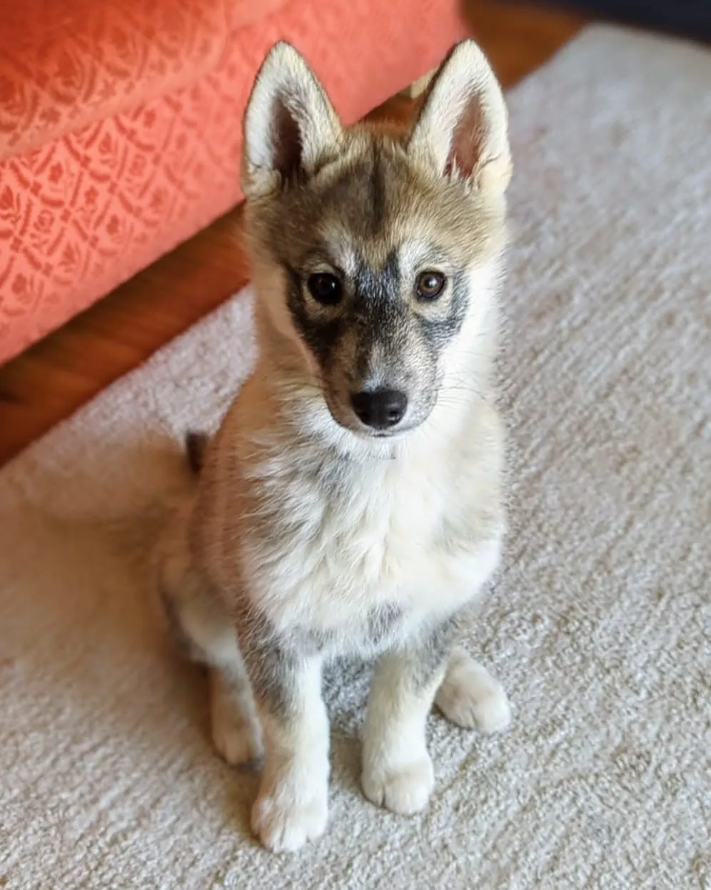 Kiana chiot Husky