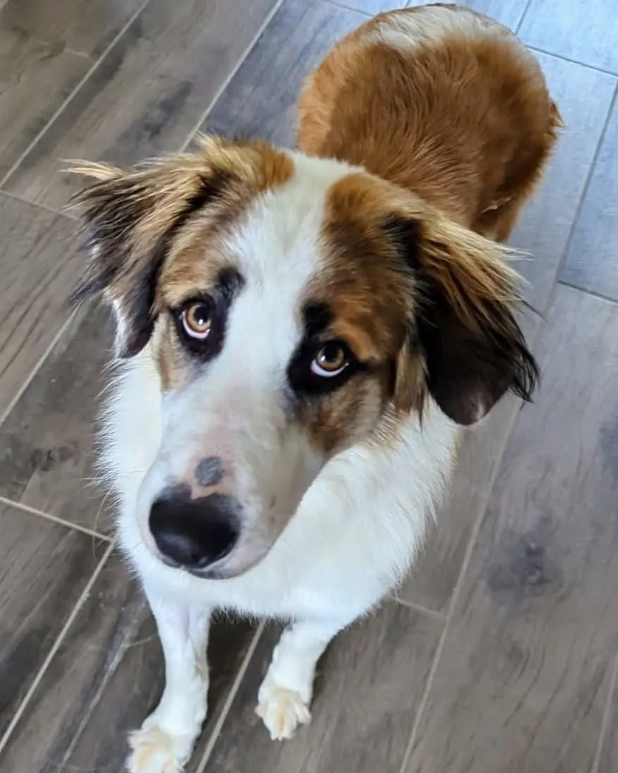 Leika, croisée border collie x patou