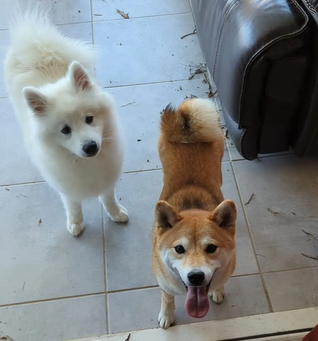 un sptiz blanc et un shiba inu roux