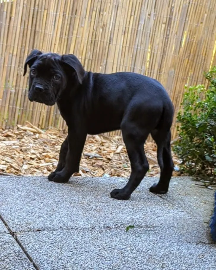 Chic, chiot cane corso