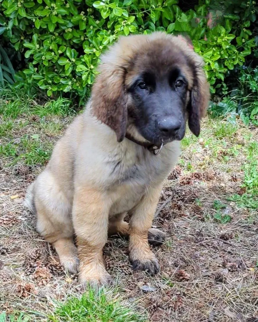 Vickie, chiot léonberg