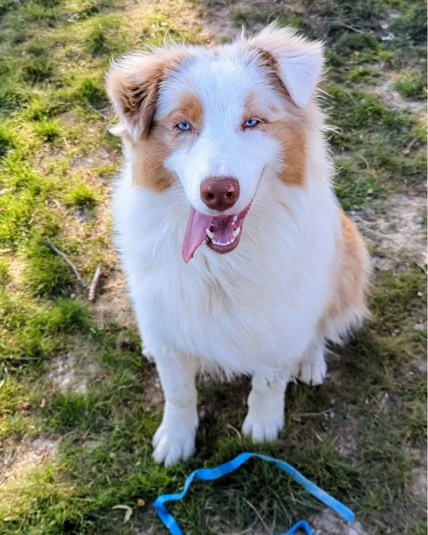 Odin, berger australien merle rouge