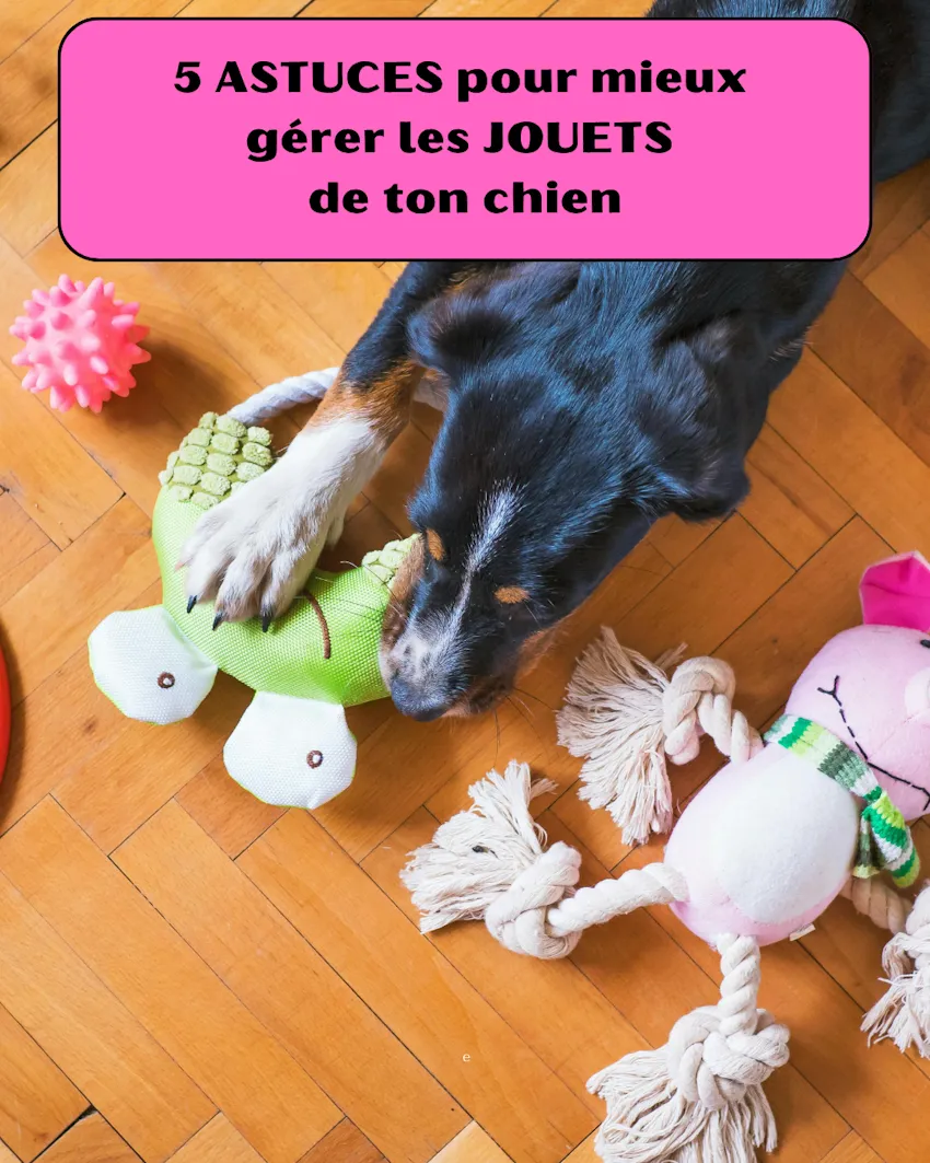 un chien couché au milieu de ses jouets