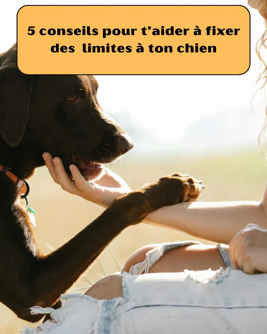 un chien donne sa patte dans a main d'un humain