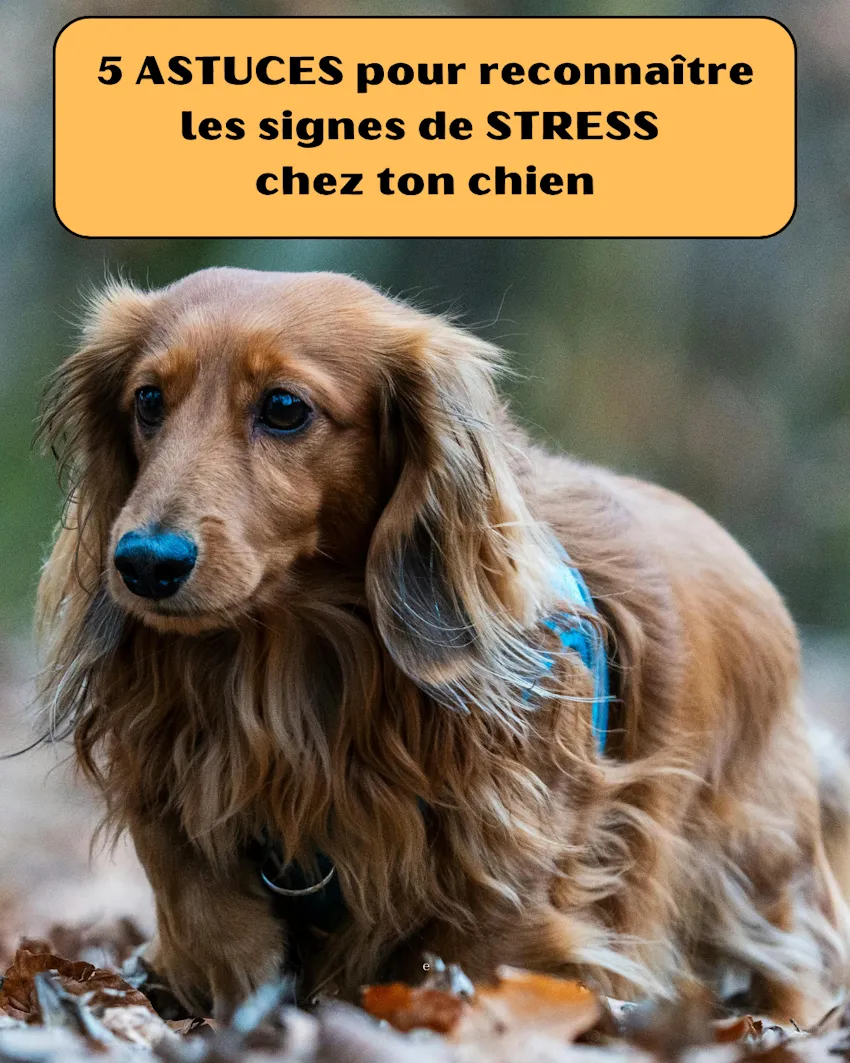 teckel couleur feu appeuré