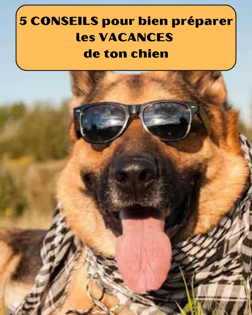 berger allemand avec des lunette de soleil