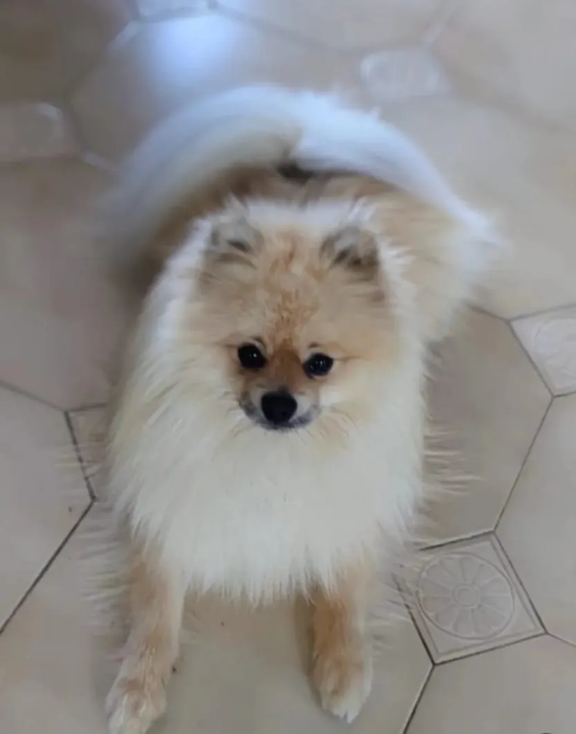 Banjo le spitz couleur crème