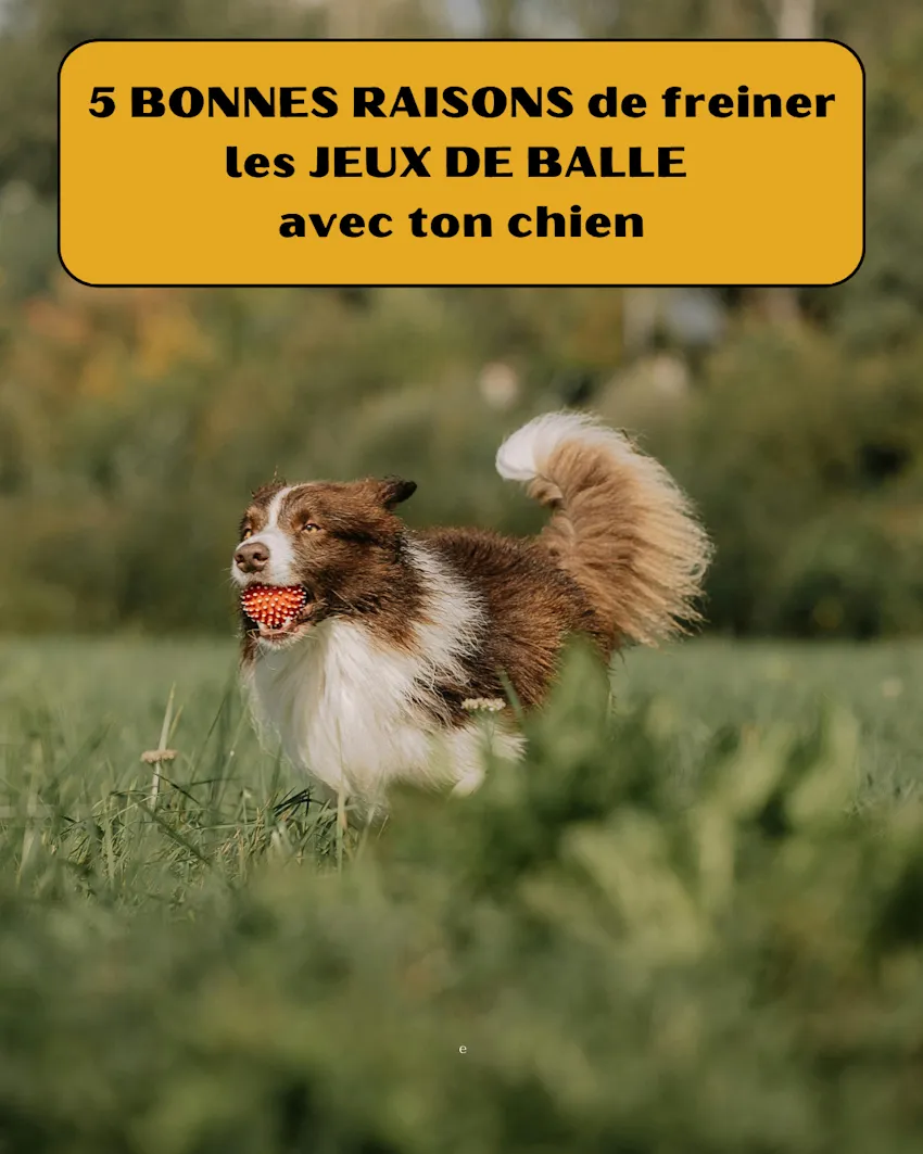 berger australien avec balle dans la gueule