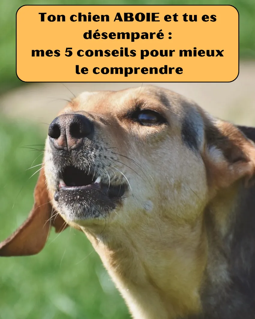 un chien aboie