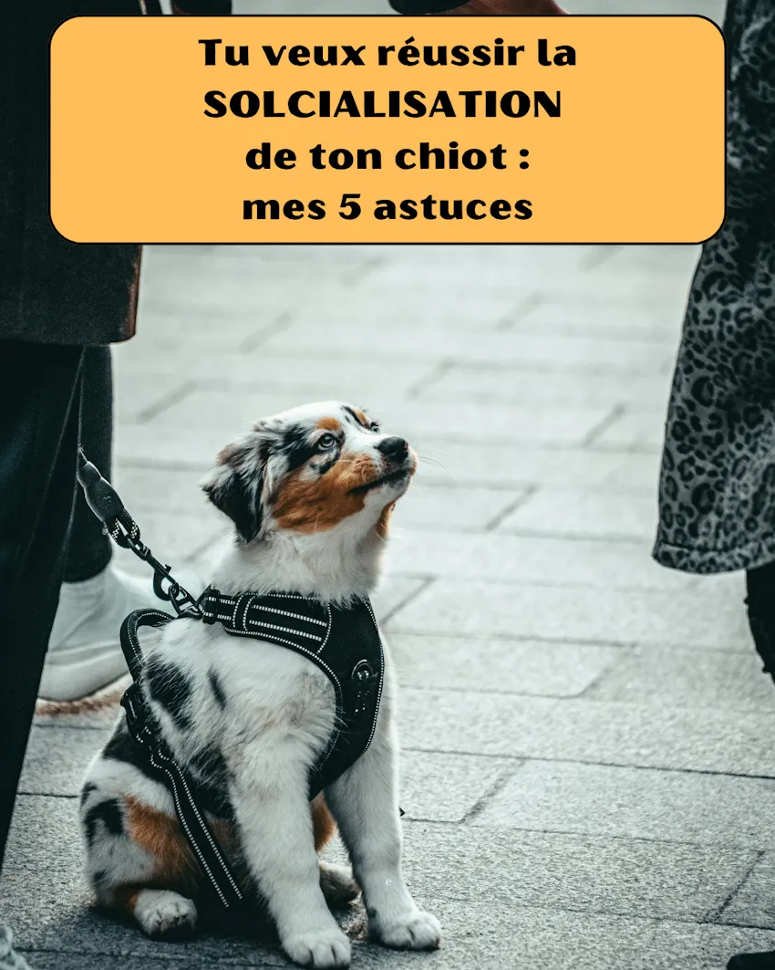 chiot berger australien assis dans la rue