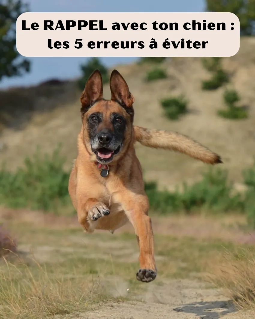 photo d'un berger allemand qui revient en courant